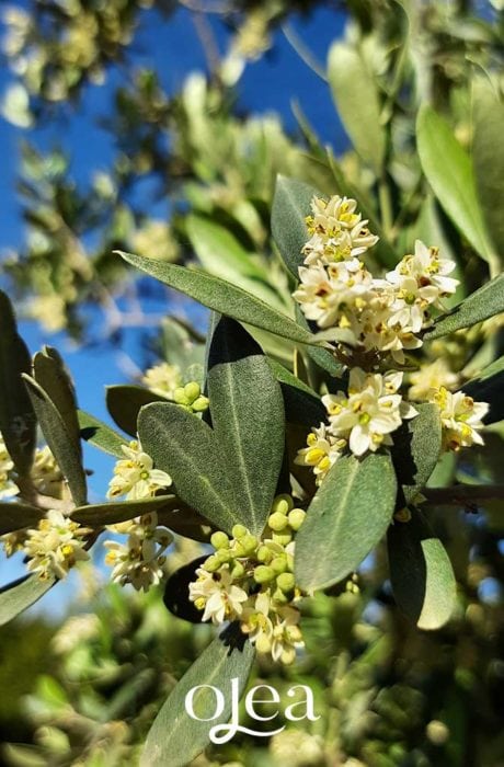 Die-Bluttezeit-des-Olivenbaums-