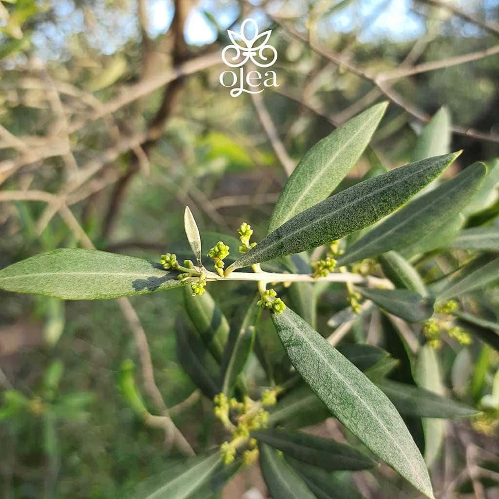 Wann Bekommt Der Olivenbaum Neue Blätter Olivenbaum - Der Kreislauf des Olivenbaums P1 - Olea Europea