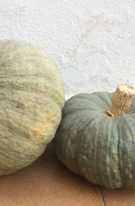 kürbis-aus-Valencia