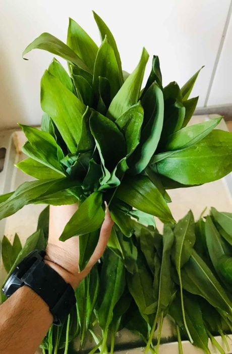 Bärlauchpesto-Rezept