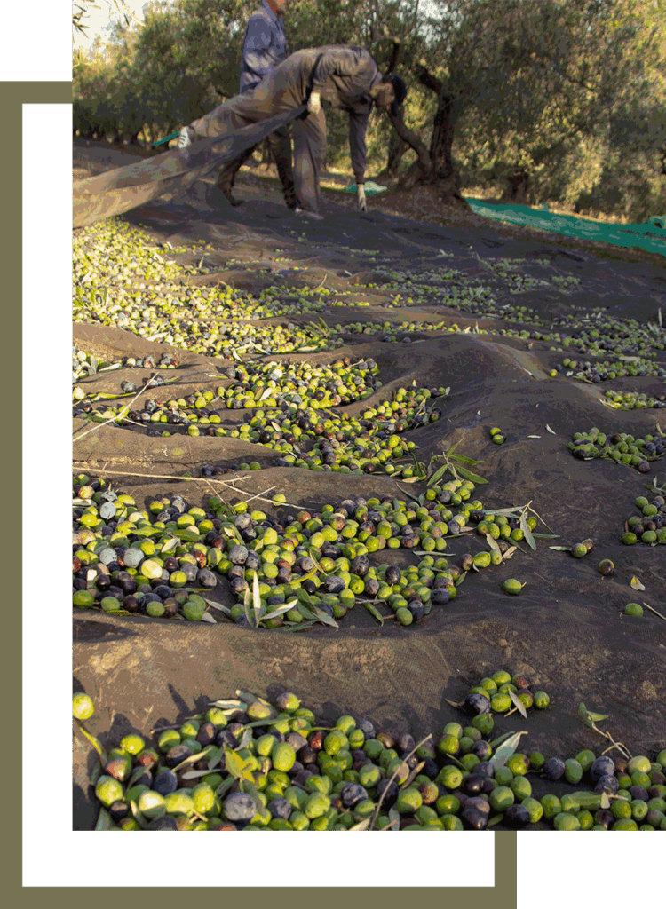 olivenöl-plantage-olea-spain